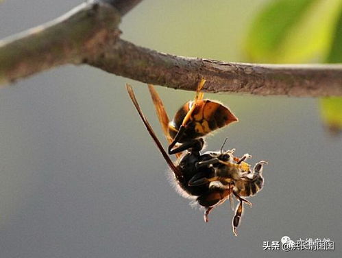 太阳能无线鼠标设计方案[太阳能热水器控制器无线远程控制系统]